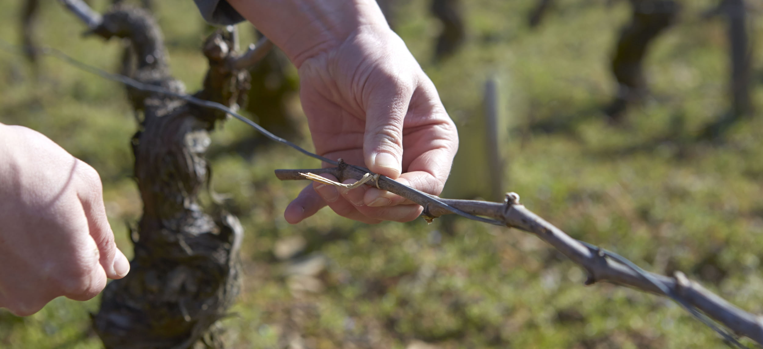 drouhin image