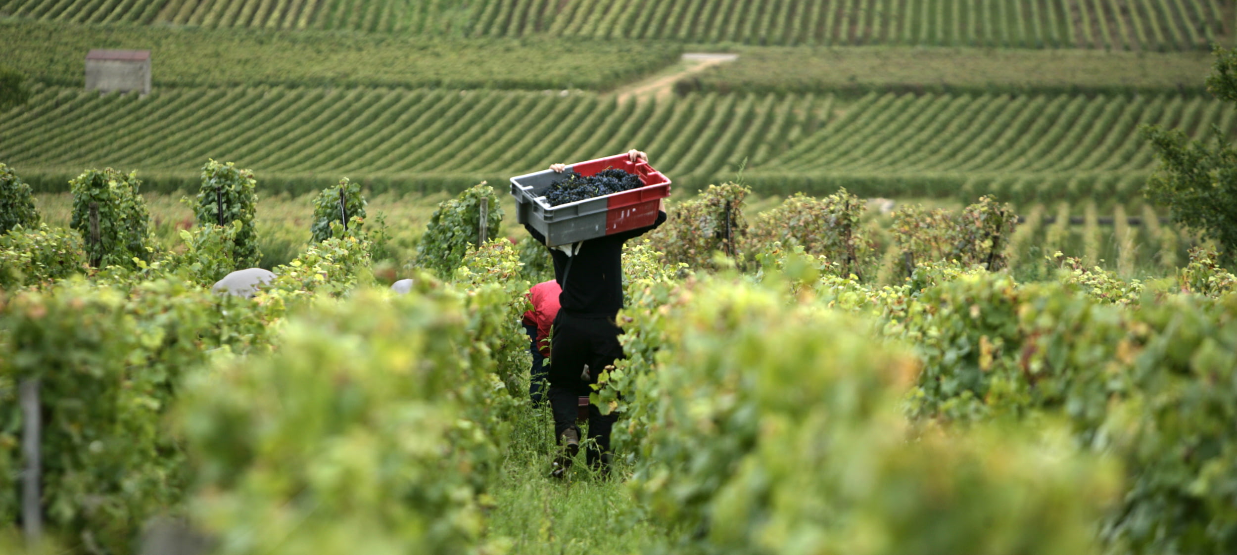 drouhin image