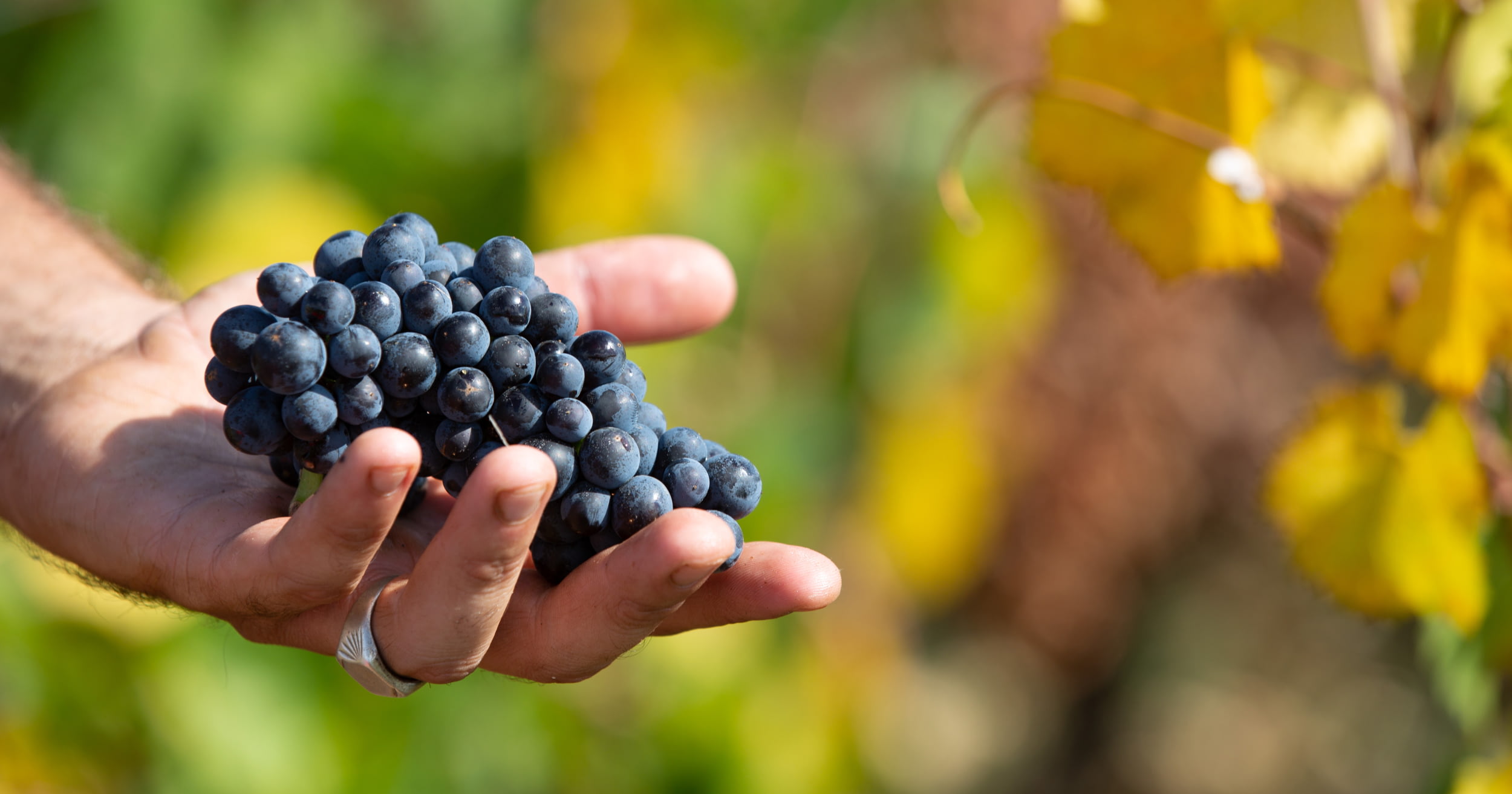 drouhin image