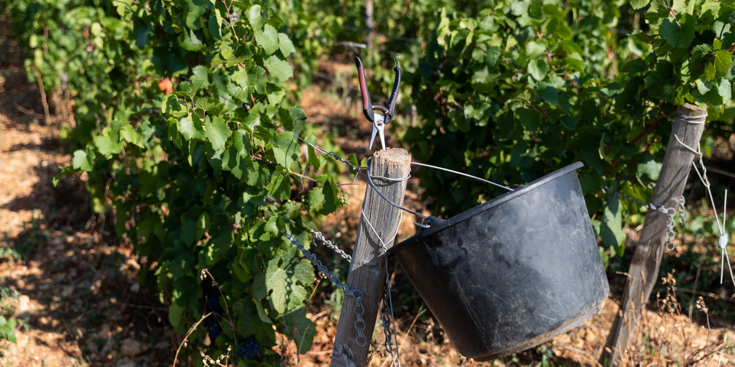 drouhin image