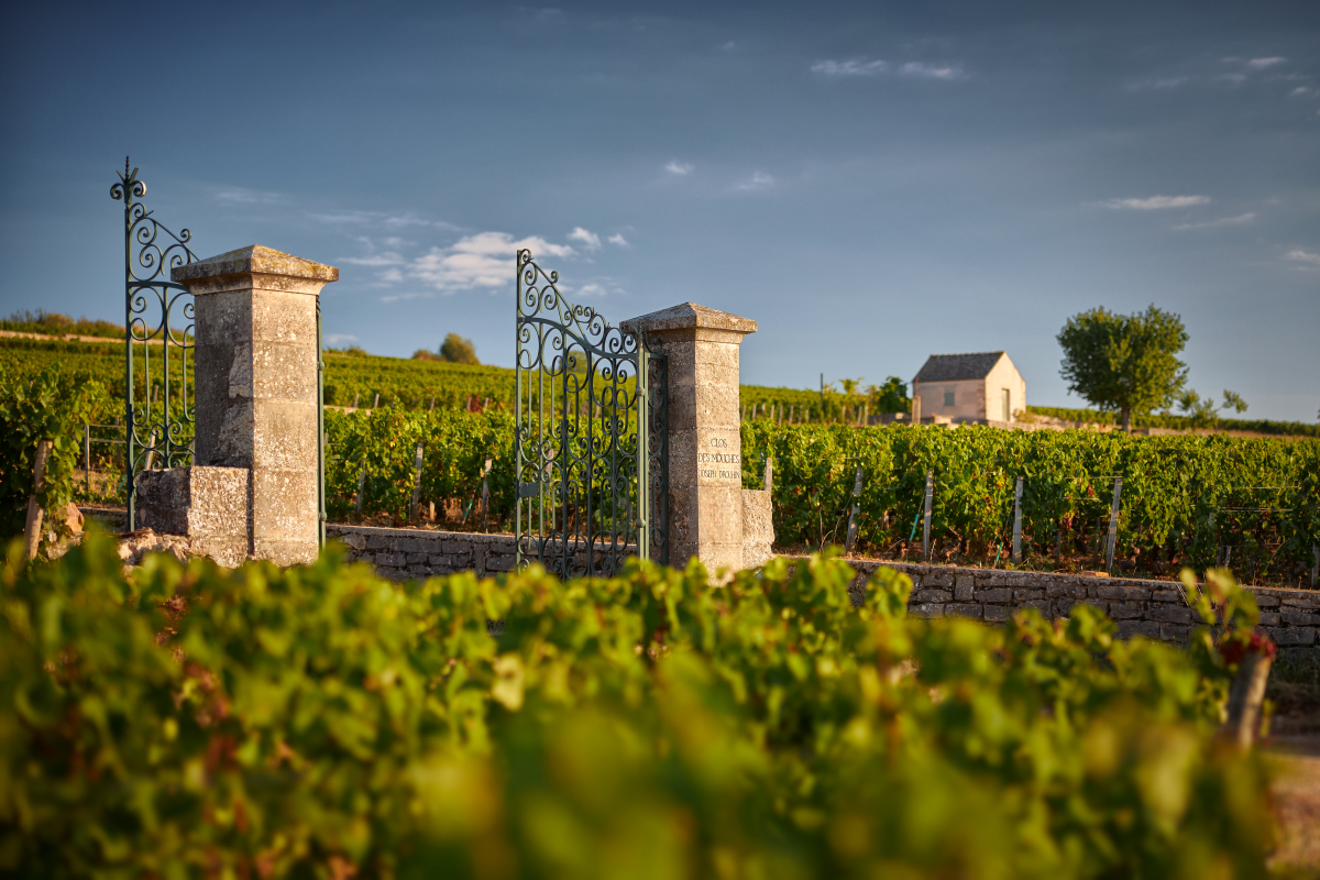 A scenic outing through the vineyards of the Côte de Beaune