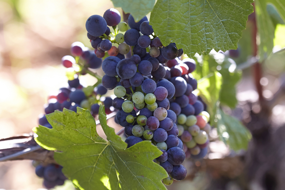 Maturation et préparation aux vendanges