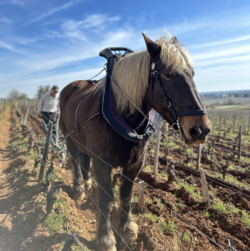 L'éveil de vitis vinifera