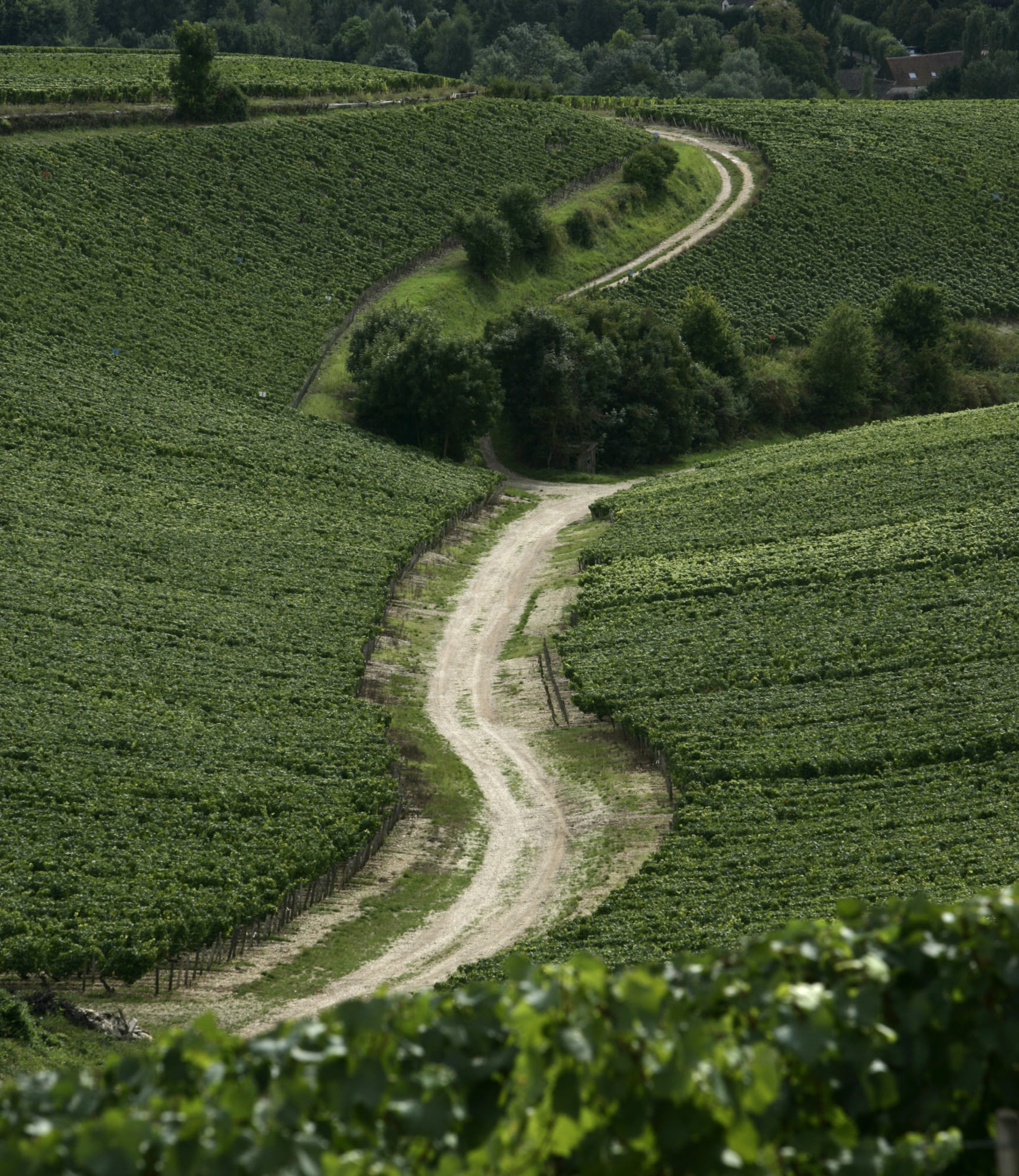 Pictures Maison Joseph Drouhin